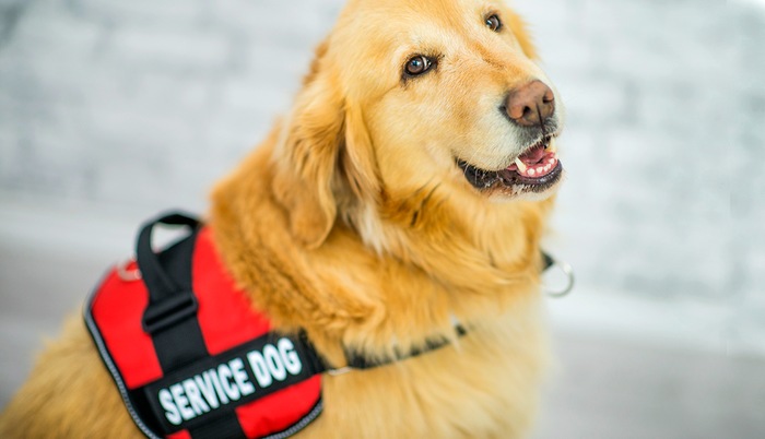 Harming A Service Animal In The Second Degree