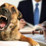 Washington Dog Bite Laws: A Comprehensive Guide 16 Washington Dog Bite Laws