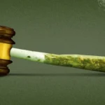 New Jersey Marijuana Laws 20 New Jersey Marijuana Laws